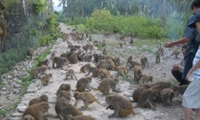 NHA PHU & MOKEY ISLAND TOUR